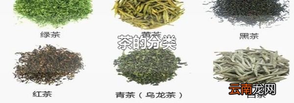 茶的分类