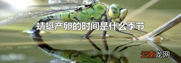 蜻蜓产卵的时间是什么季节