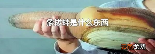 象拔蚌是什么东西