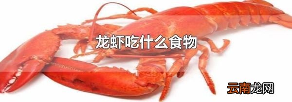 龙虾吃什么食物