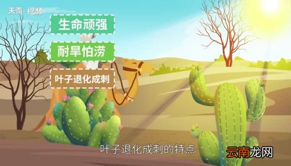 仙人掌的特点仙人掌的介绍