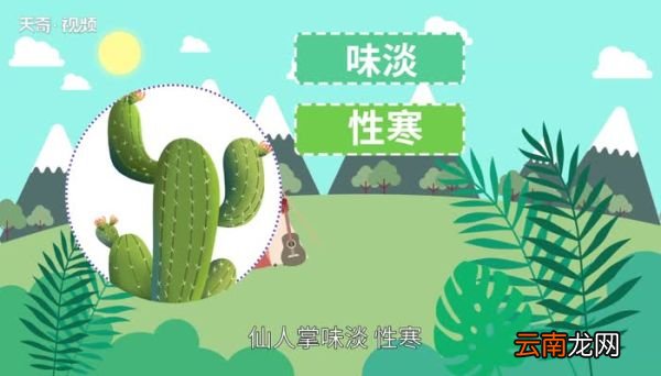 仙人掌的特点仙人掌的介绍
