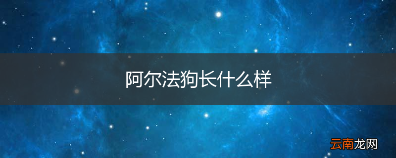 阿尔法狗长什么样