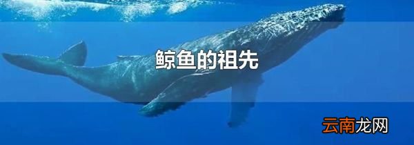 鲸鱼的祖先
