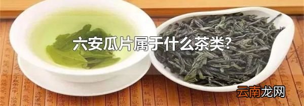 六安瓜片属于什么茶类?