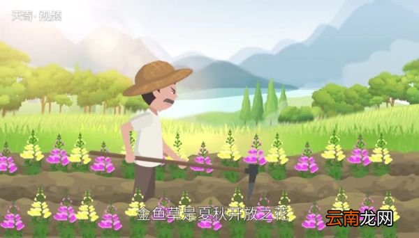 金鱼草花语 金鱼草花语寓意