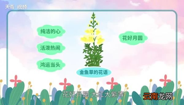 金鱼草花语 金鱼草花语寓意