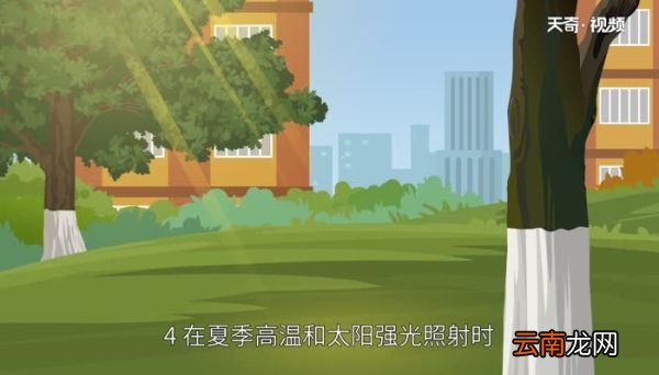 为什么冬天要把树干涂白 在冬季为什么要把树干涂白呢