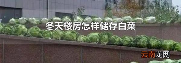 冬天楼房怎样储存白菜