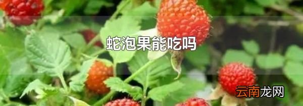 蛇泡果能吃吗