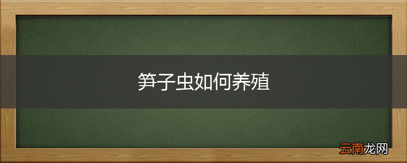 笋子虫如何养殖
