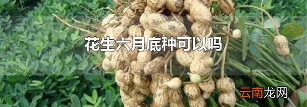 花生六月底种可以吗