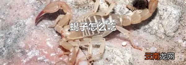 蝎子怎么吃