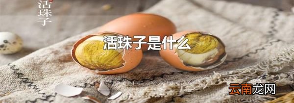 活珠子是什么