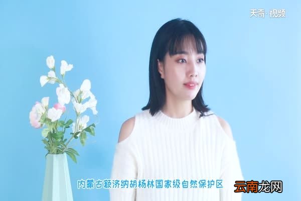 胡杨林在什么地方 胡杨林分布在什么地方