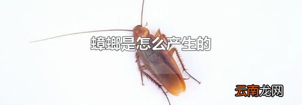 蟑螂是怎么产生的