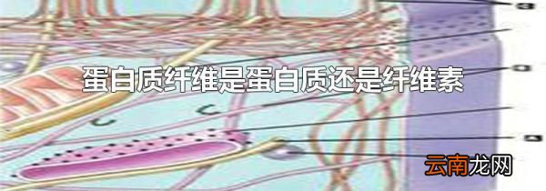蛋白质纤维是蛋白质还是纤维素