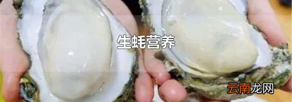 生蚝营养