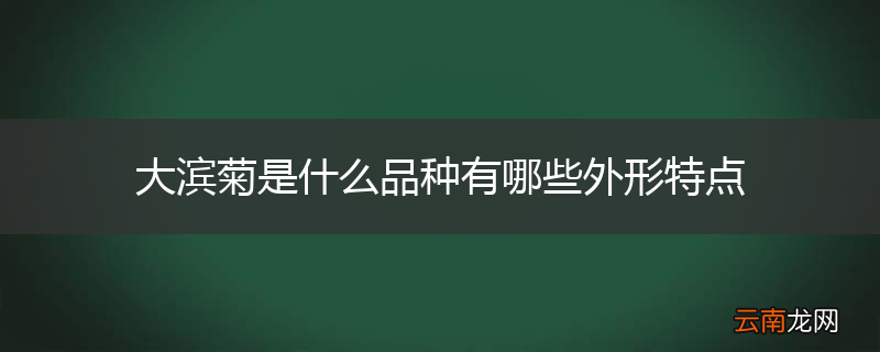大滨菊是什么品种有哪些外形特点