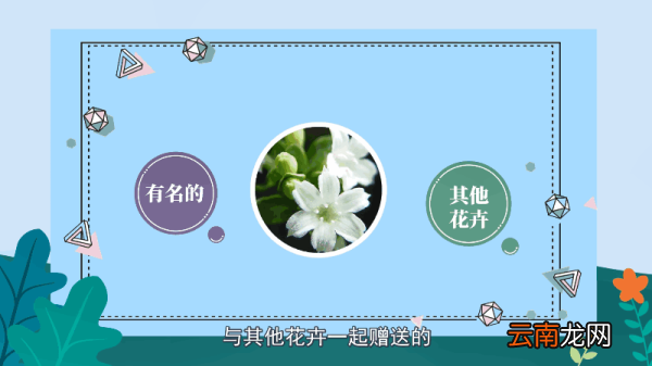 六月雪花语 六月雪花语是什么