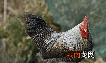 芦花鸡的外貌特征