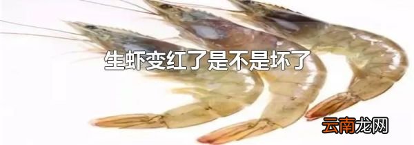 生虾变红了是不是坏了