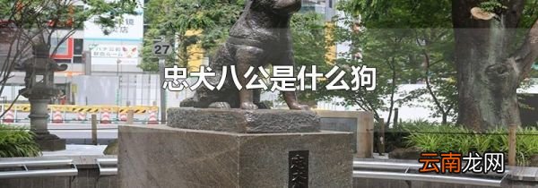 忠犬八公是什么狗