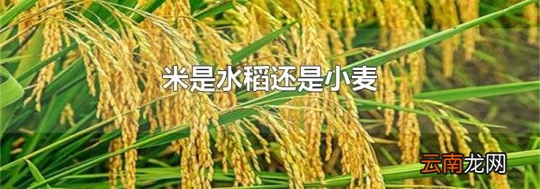 米是水稻还是小麦