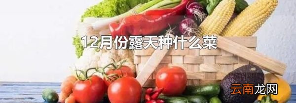 12月份露天种什么菜