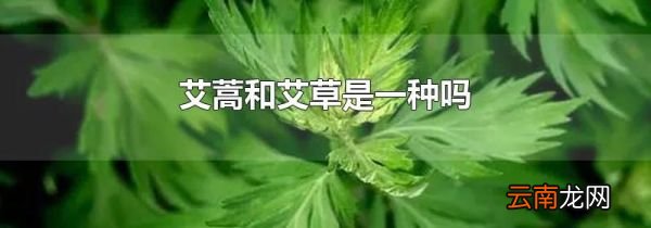 艾蒿和艾草是一种吗