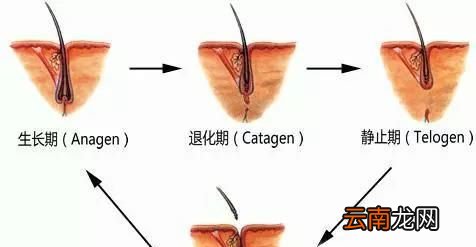 怎么样才算是脱发呢？