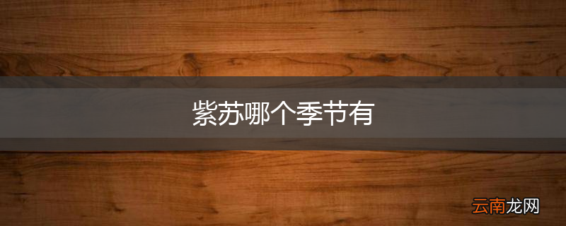 紫苏哪个季节有