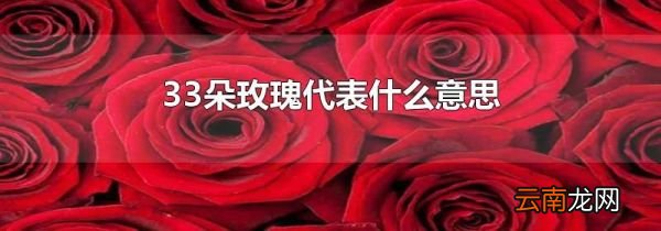 33朵玫瑰代表什么意思