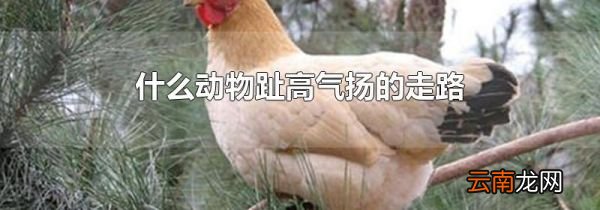 什么动物趾高气扬的走路