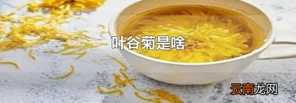 叶谷菊是啥