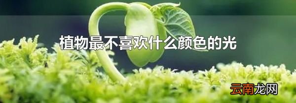 植物最不喜欢什么颜色的光
