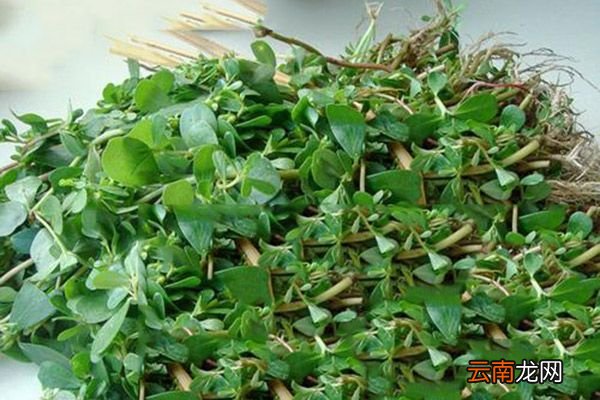 瓜子菜的功效与作用 瓜子菜的禁忌