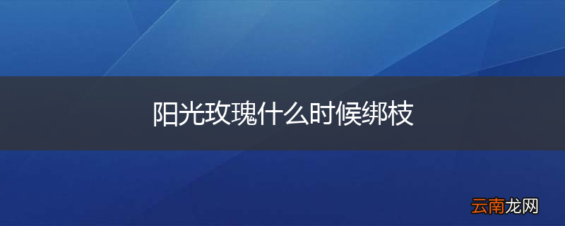 阳光玫瑰什么时候绑枝