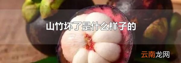 山竹坏了是什么样子的