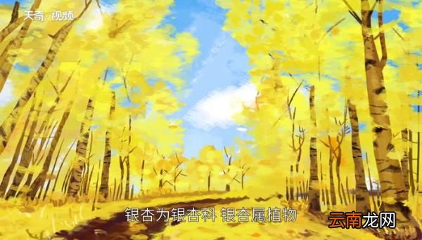 银杏的意思 银杏的意思是什么