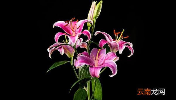百合花花语 百合花花语和寓意是什么