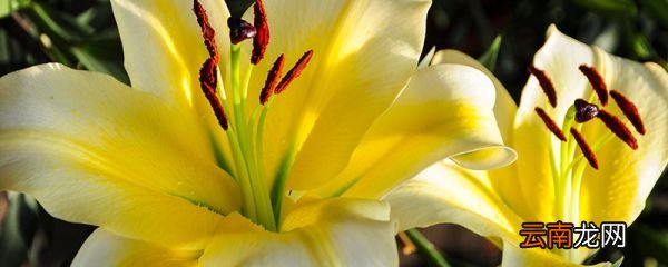 百合花花语 百合花花语和寓意是什么