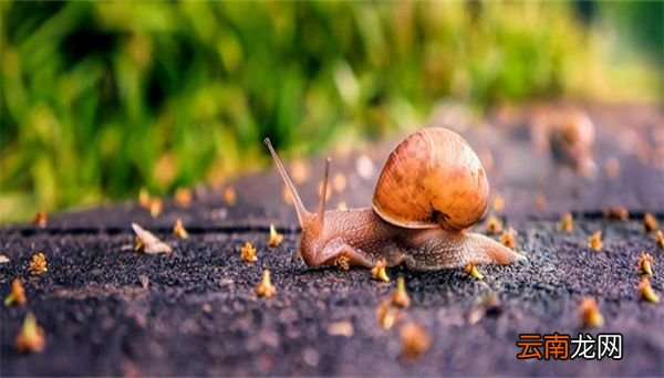 蜗牛吃什么的蜗牛吃什么东西