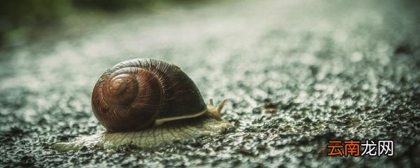 蜗牛吃什么的蜗牛吃什么东西