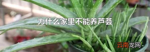 为什么家里不能养芦荟