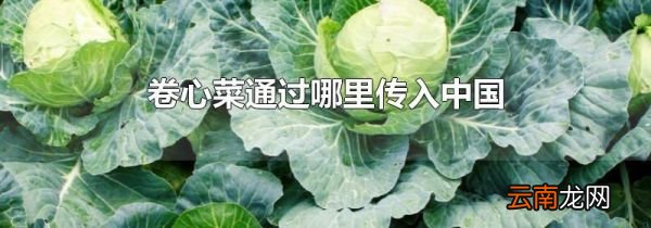 卷心菜通过哪里传入中国