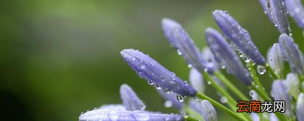 葛花怎么晒干 葛花可以直接晒干吗