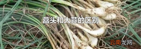 藠头和大蒜的区别