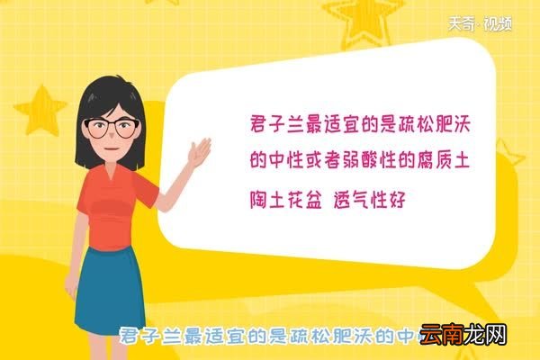 君子兰的养殖方法和注意事项 如何养殖君子兰花