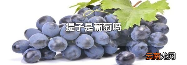 提子是葡萄吗